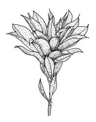 Rosulabryum subtomentosum, habit. Drawn from K.W. Allison 702, CHR 517740.
 Image: R.C. Wagstaff © Landcare Research 2015 